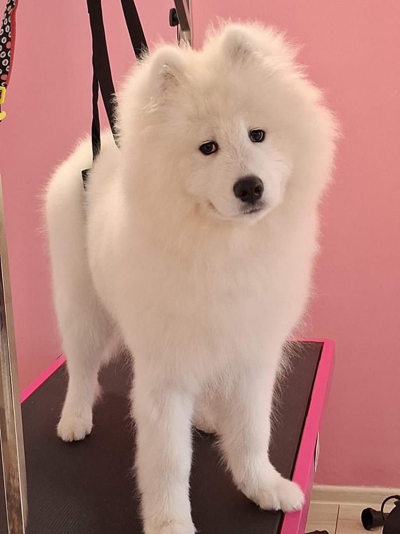 Samoyed Koko po pielęgnacji i kąpieli