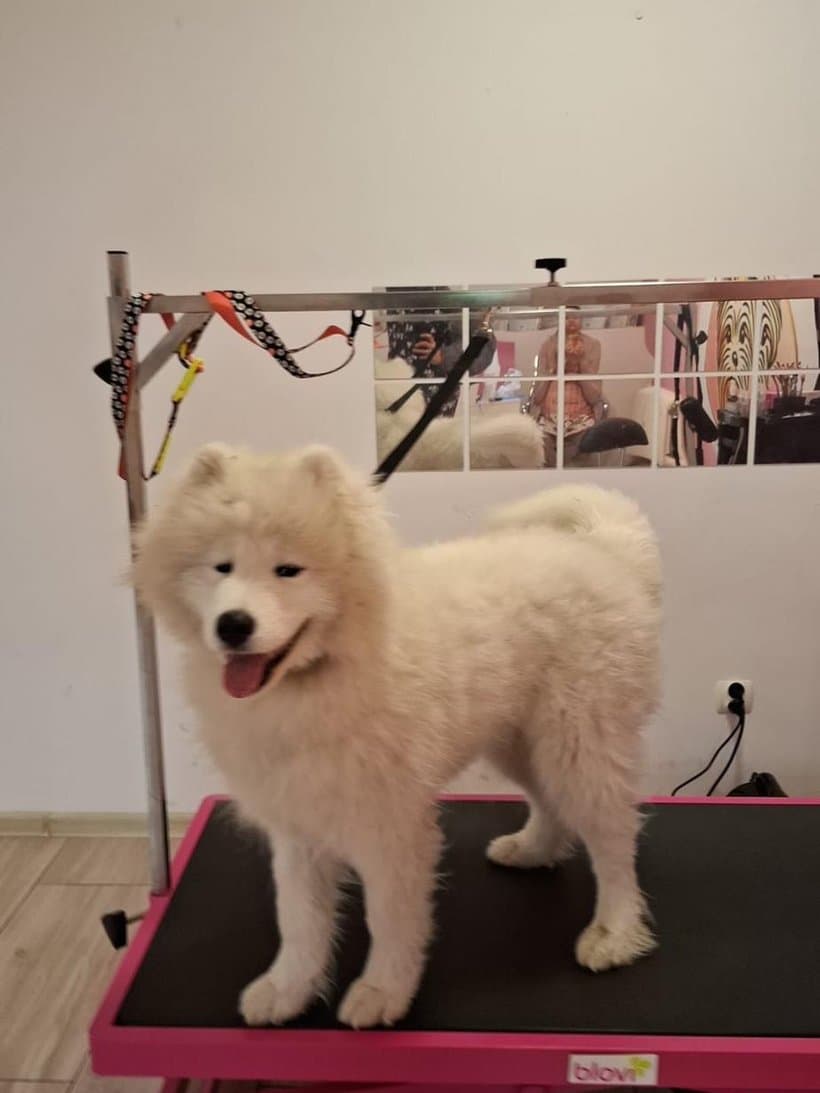 Samoyed Koko przed pielęgnacją