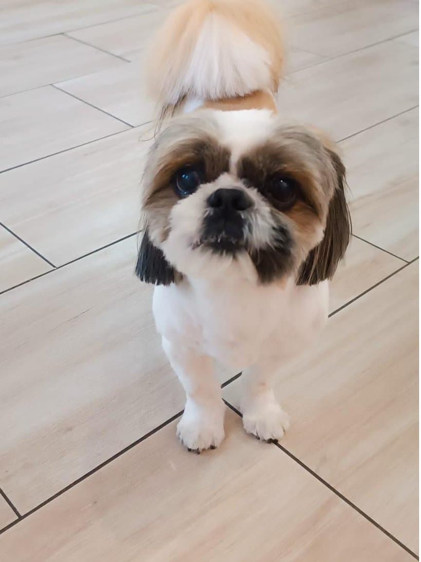 Shih tzu Tedi po strzyżeniu i stylizacji