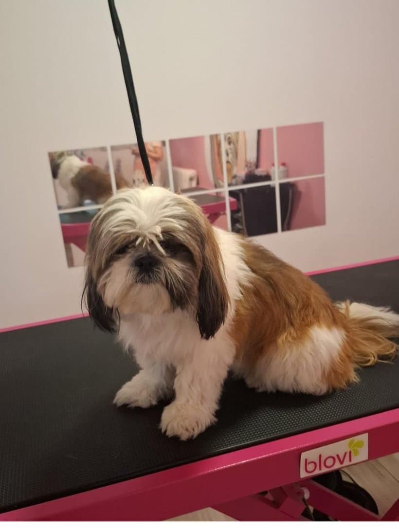 Shih tzu Tedi przed strzyżeniem