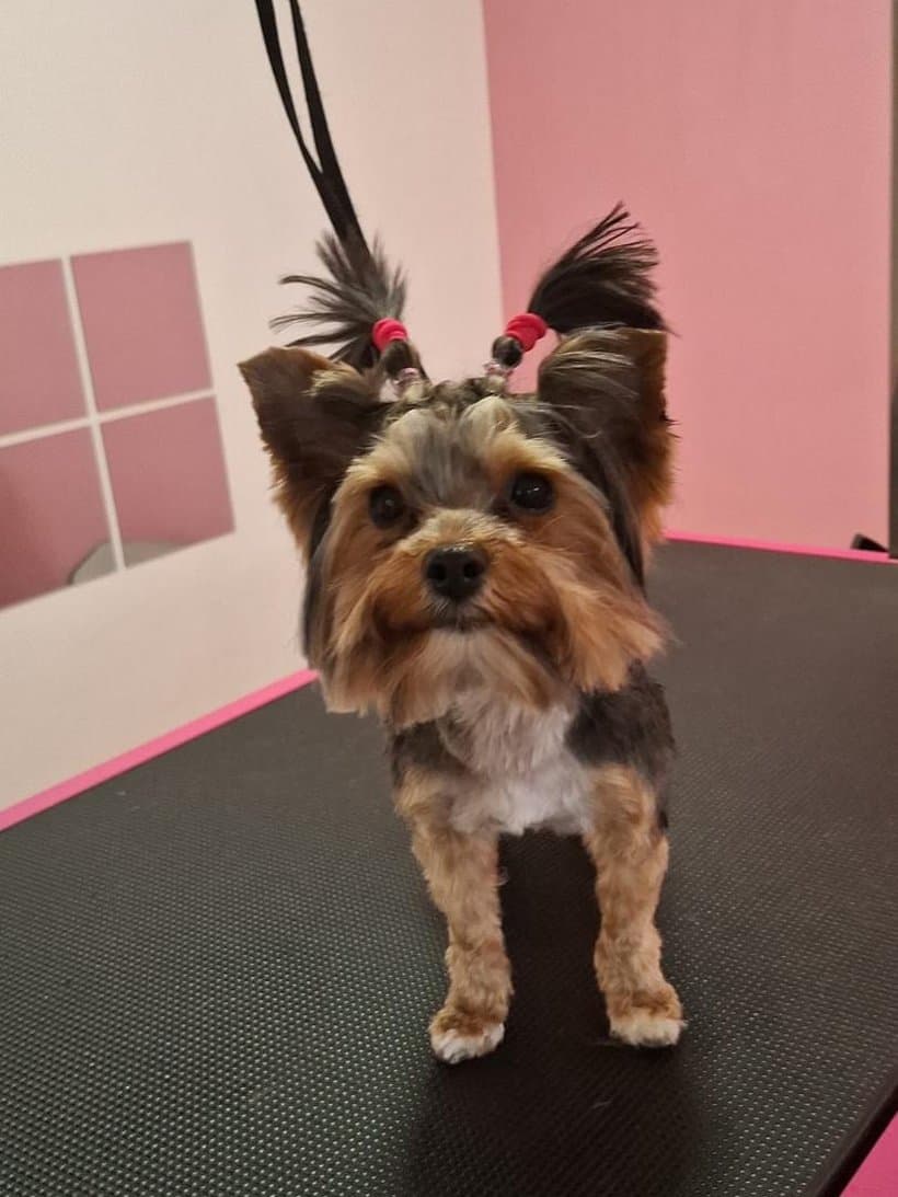 Yorkshire terrier Tequila po strzyżeniu