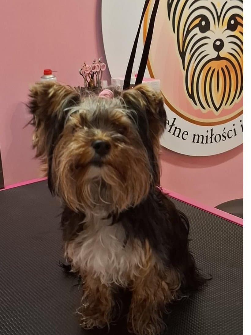 Yorkshire terrier Tequila przed strzyżeniem