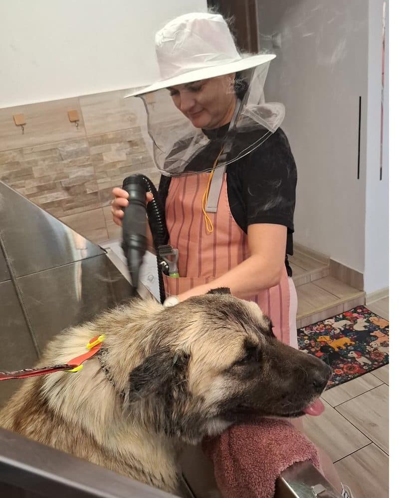 Kobi, akita amerykańska, podczas pielęgnacji w salonie