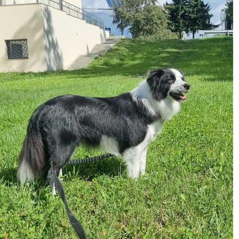 Border collie Kora