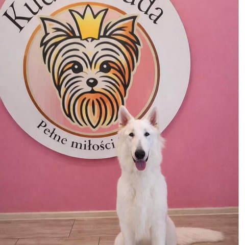 Owczarek szwajcarski Remo