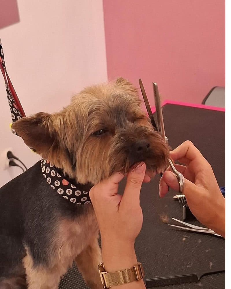 Teo, yorkshire terrier, twarz marki Kudłate Cuda