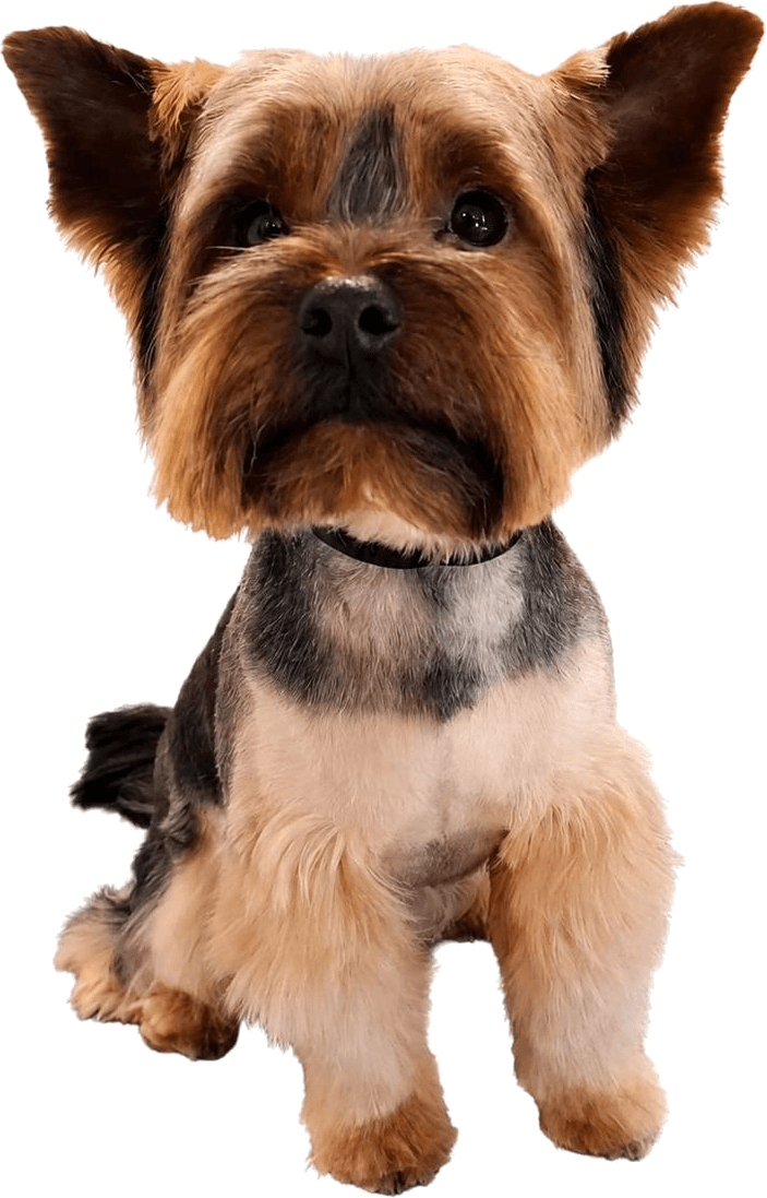 Teo — yorkshire terrier, pies Anny i twarz salonu Kudłate Cuda